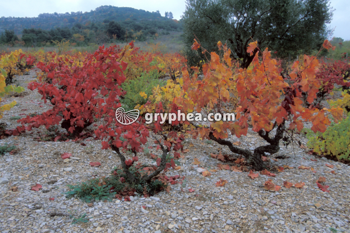 Vigne en automne (Vitis vinifera) - Pieds de Vigne (ceps) - gryphea.com